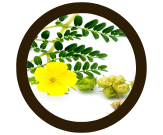 अश्वगंधा